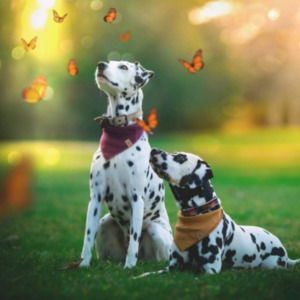 Meet your Posher, Jeffrey